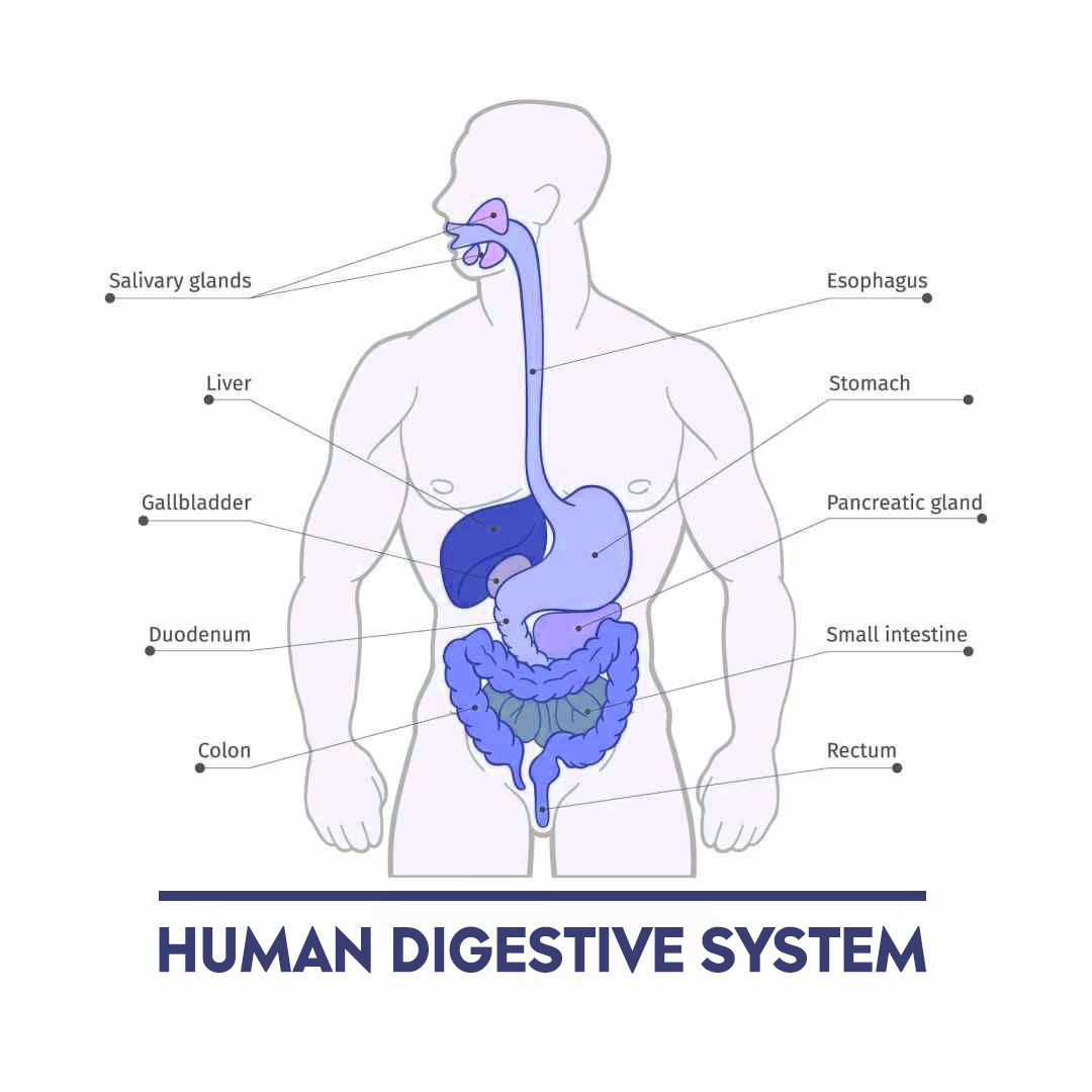 gastrointestinal diseases related treatment and service by K. Kapil Nagaraj, best gastroenterologists in Mumbai